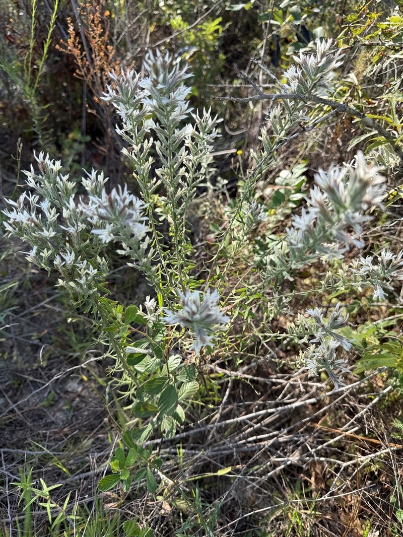 Pinkscale Blazing Star photo 5
