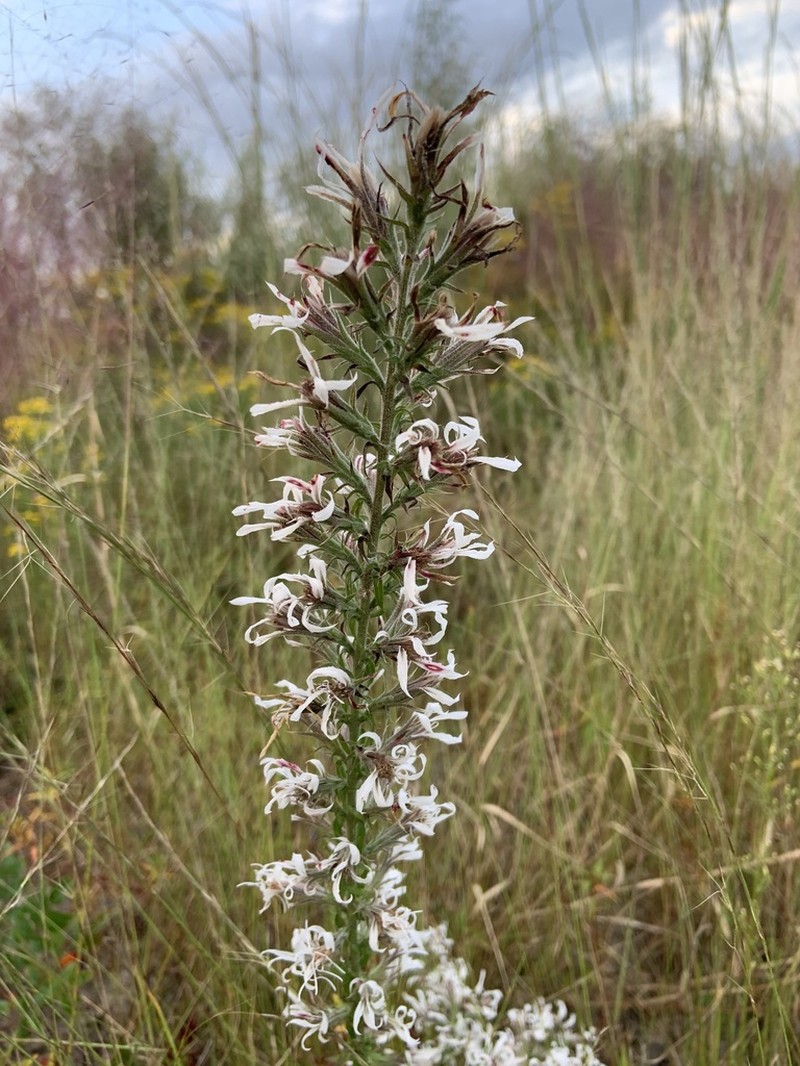 Pinkscale Blazing Star photo 7