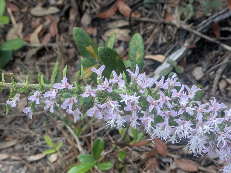 Liatris elegans var. elegans