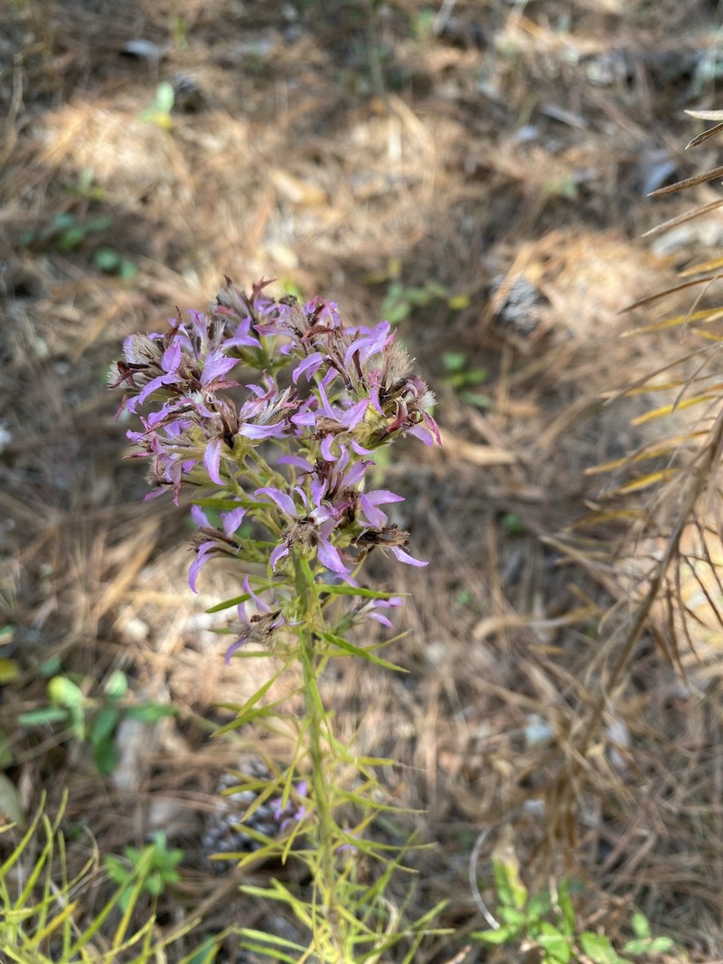 Liatris elegans var. elegans photo 2