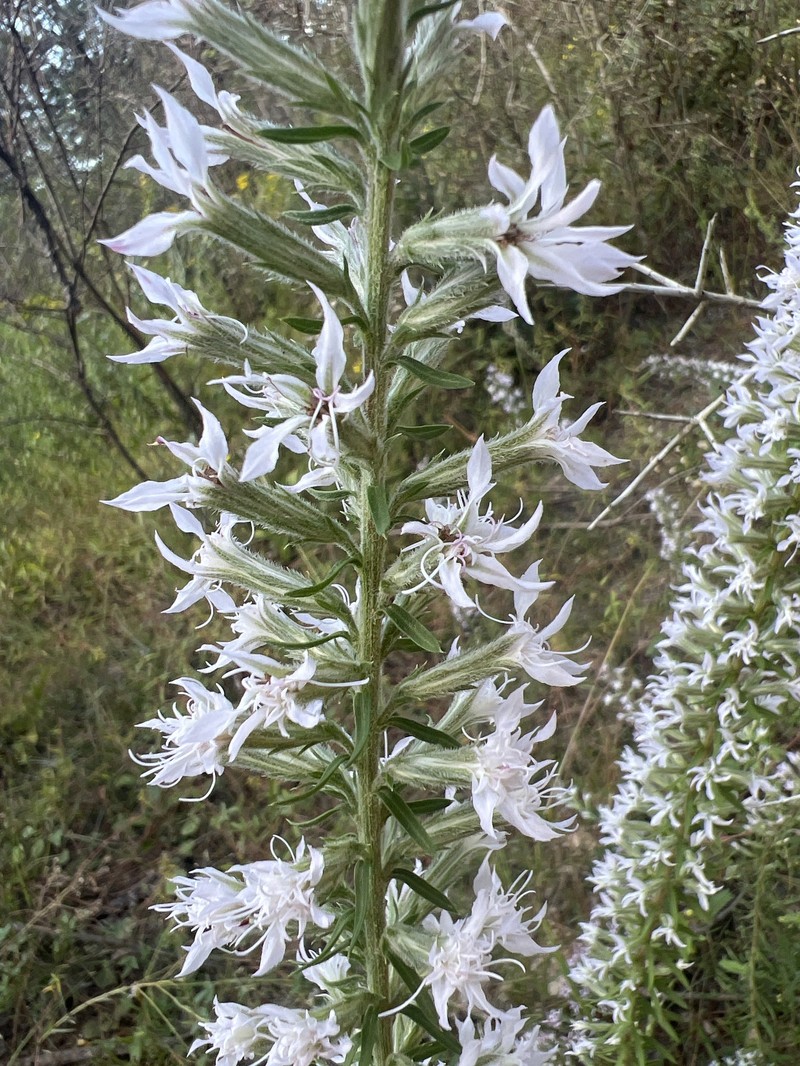 Liatris elegans var. elegans photo 3