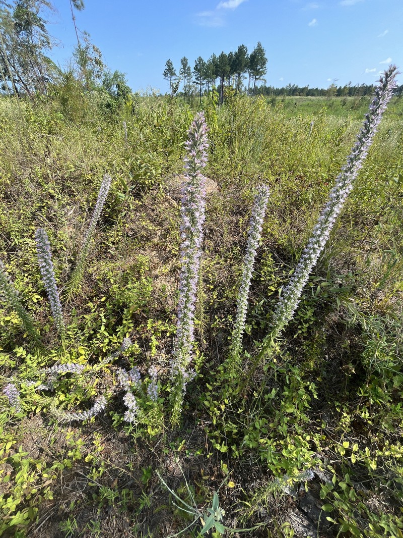 Liatris elegans var. elegans photo 4