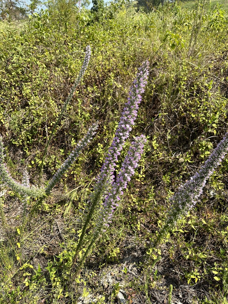 Liatris elegans var. elegans photo 5