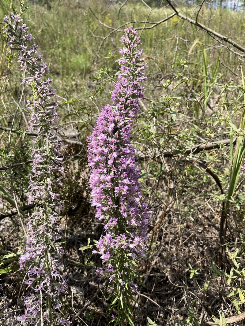 Liatris elegans var. elegans photo 6