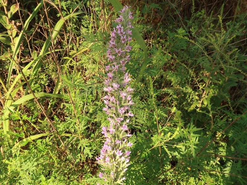 Liatris elegans var. elegans photo 7