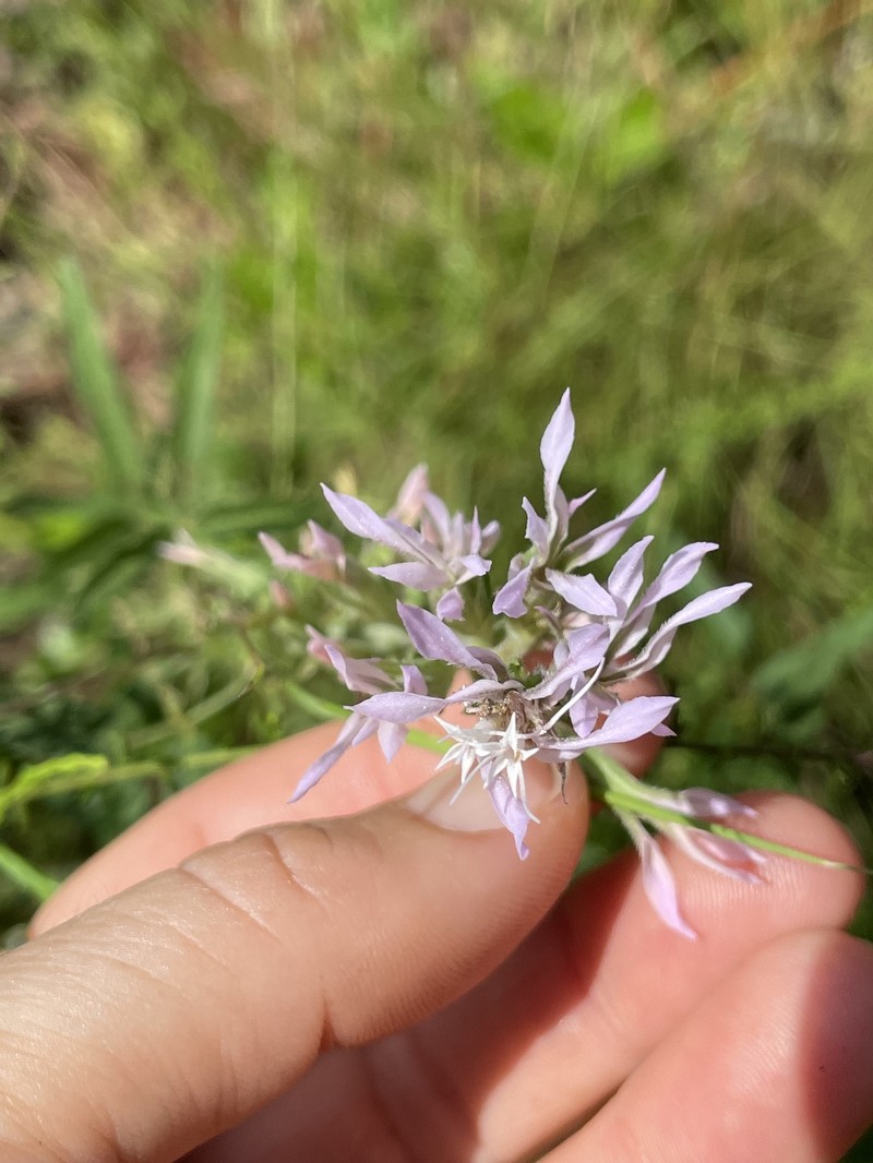 Liatris elegans var. elegans photo 8