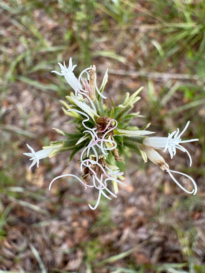 Liatris elegans var. kralii photo 2