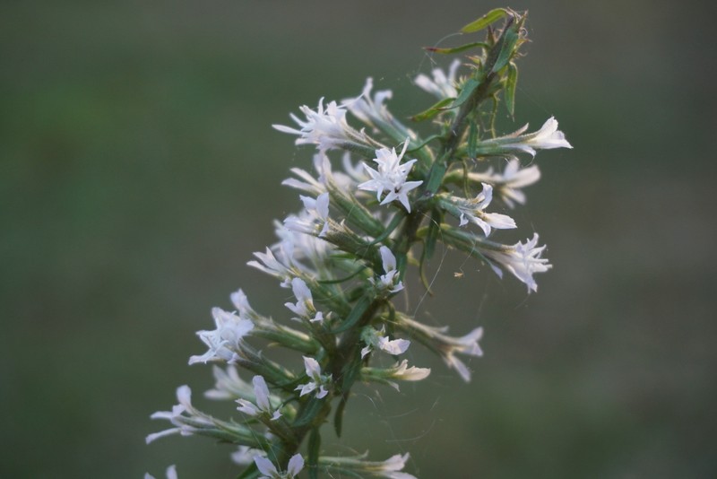 Liatris elegans var. kralii photo 3