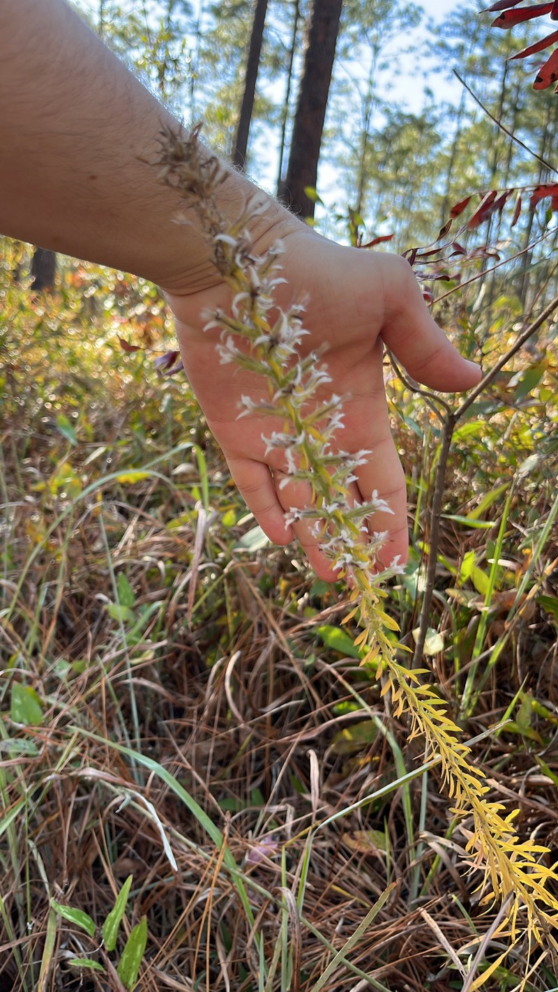 Liatris elegans var. kralii photo 4
