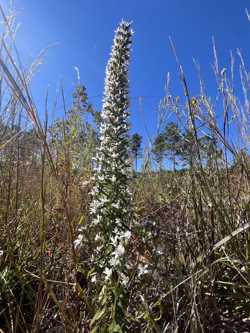 Liatris elegans var. kralii photo 5