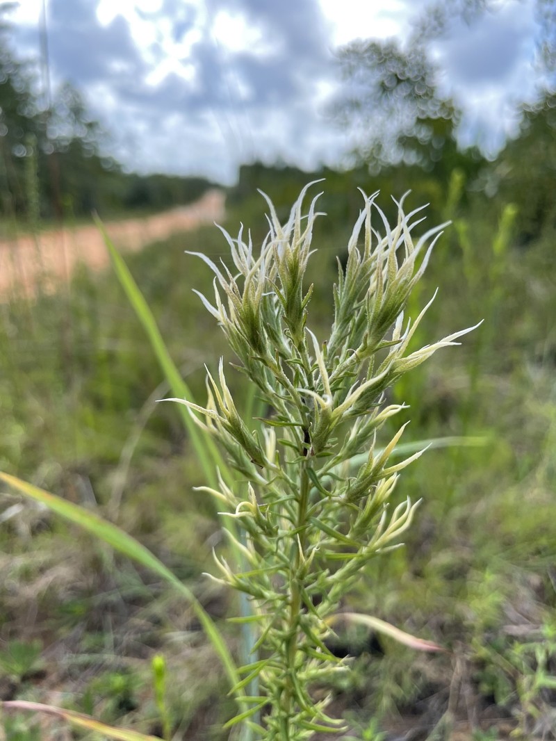 Liatris elegans var. kralii photo 6