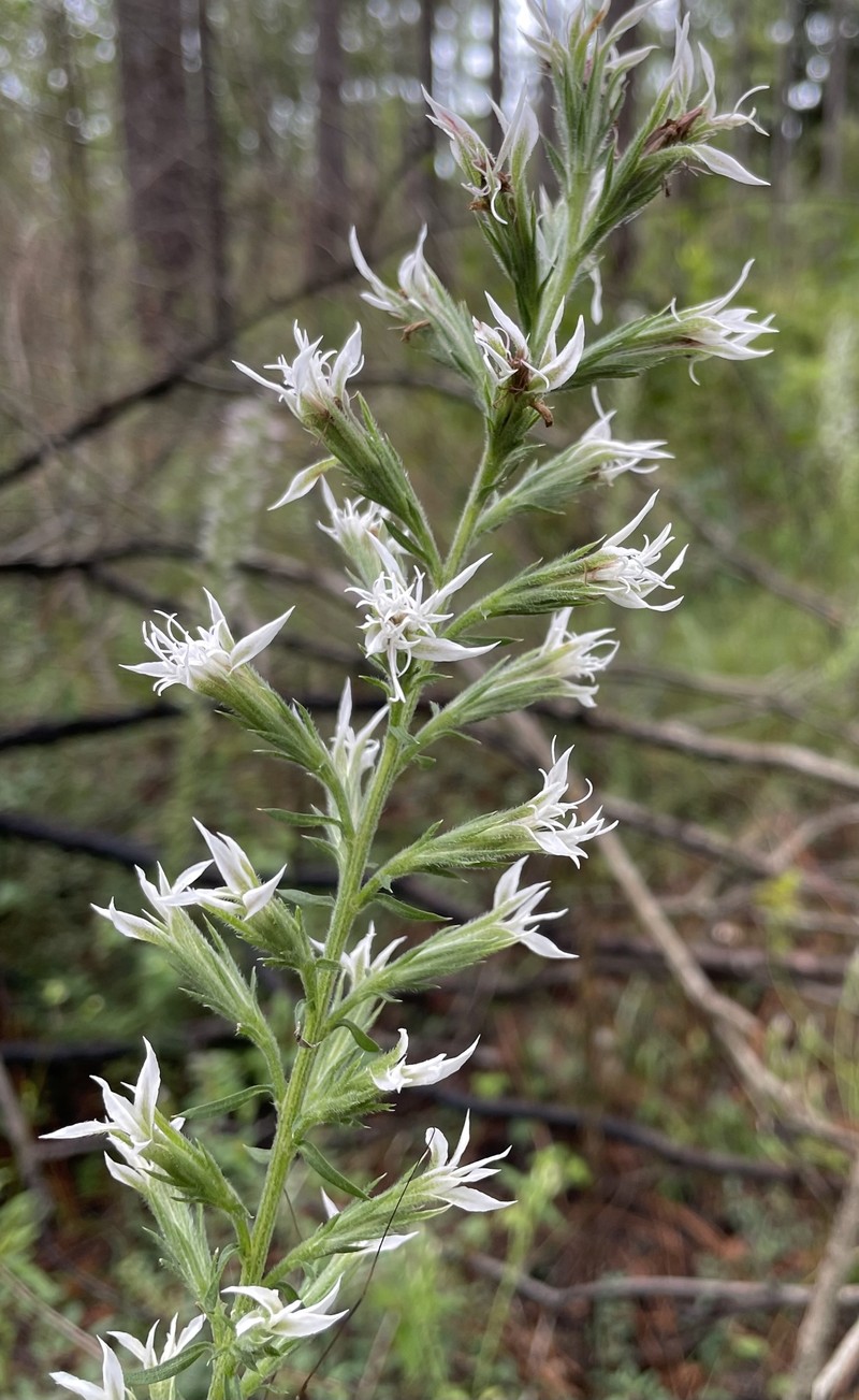 Liatris elegans var. kralii photo 7