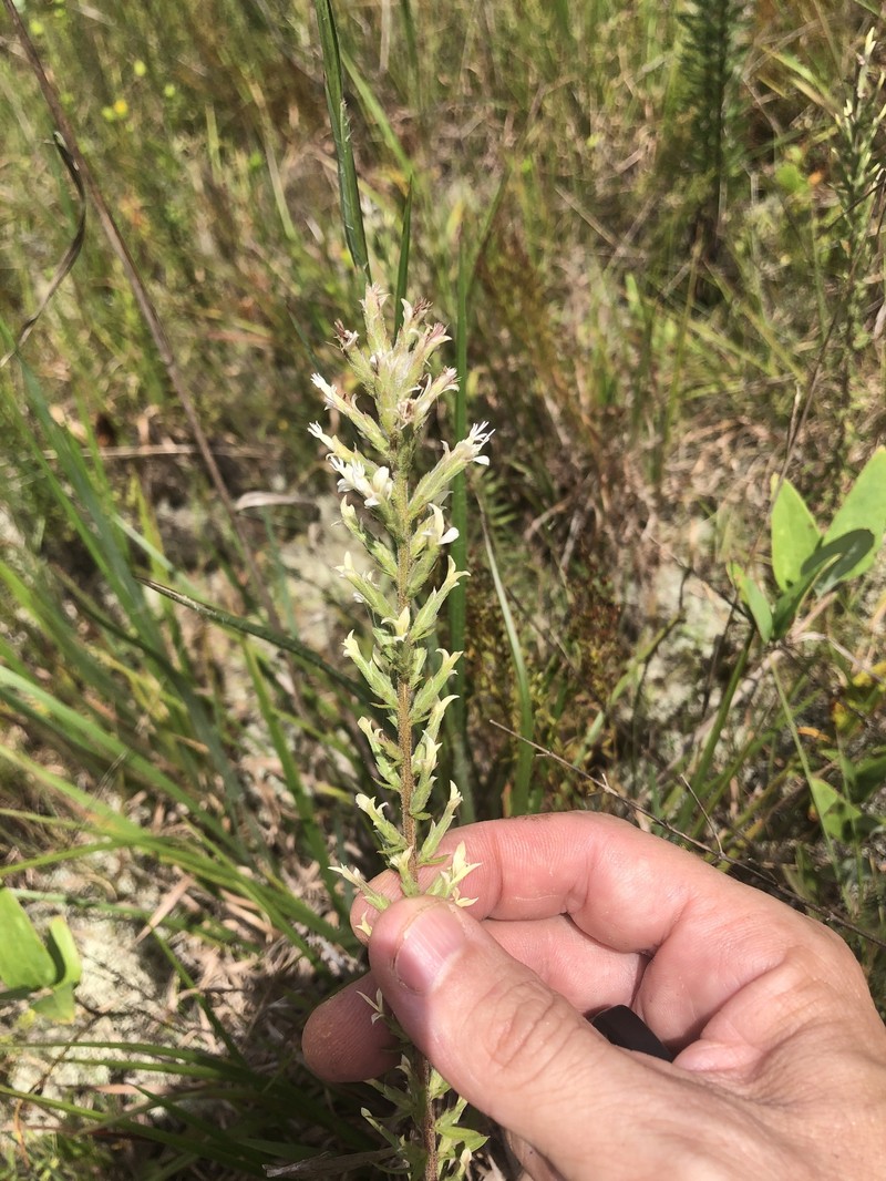 Liatris elegans var. kralii photo 8