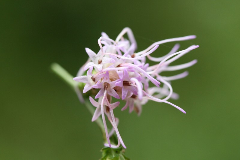 Shaggy Blazing Star