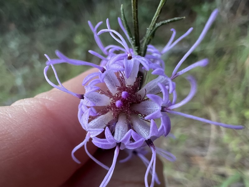 Shaggy Blazing Star photo 2