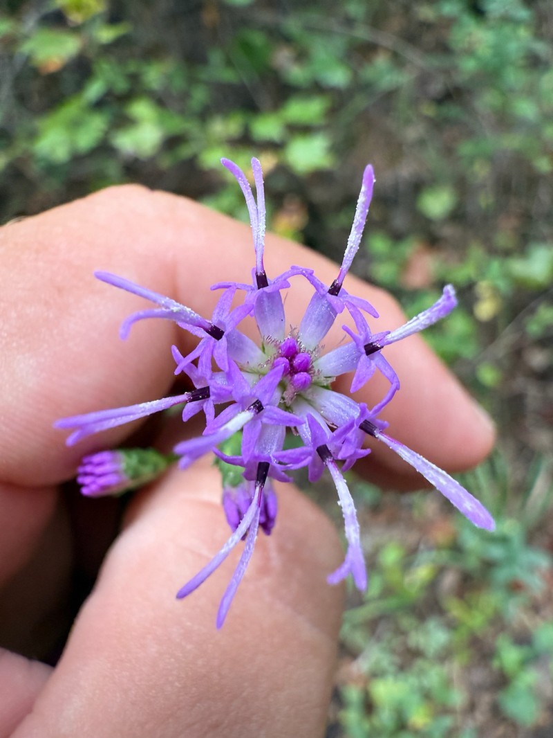 Shaggy Blazing Star photo 3