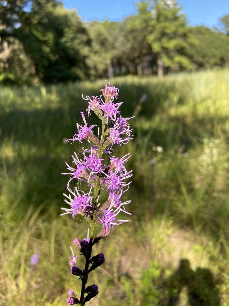 Shaggy Blazing Star photo 4