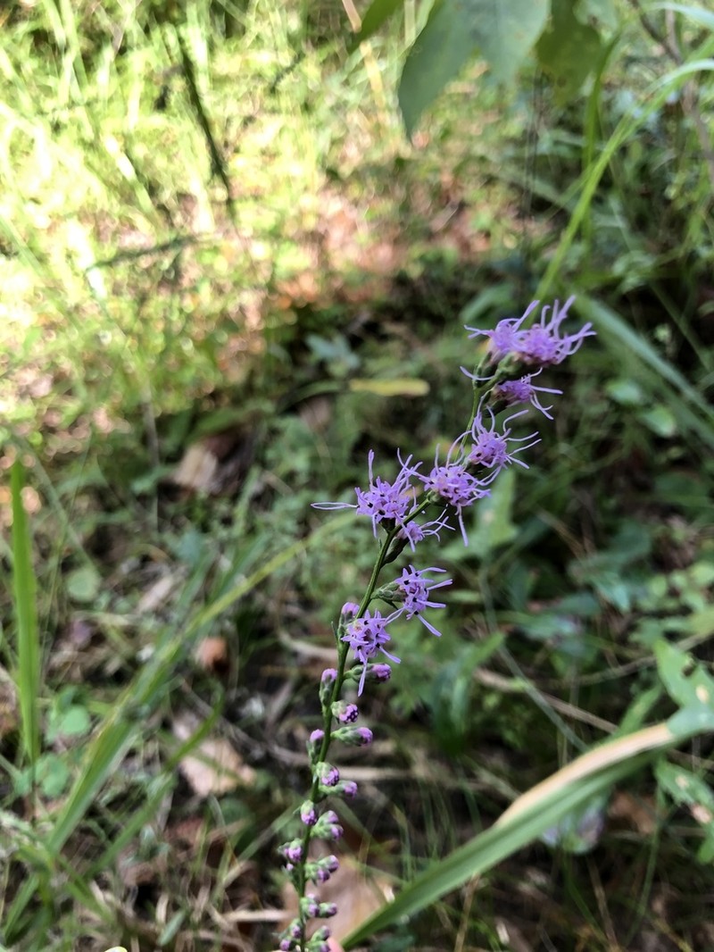 Shaggy Blazing Star photo 5