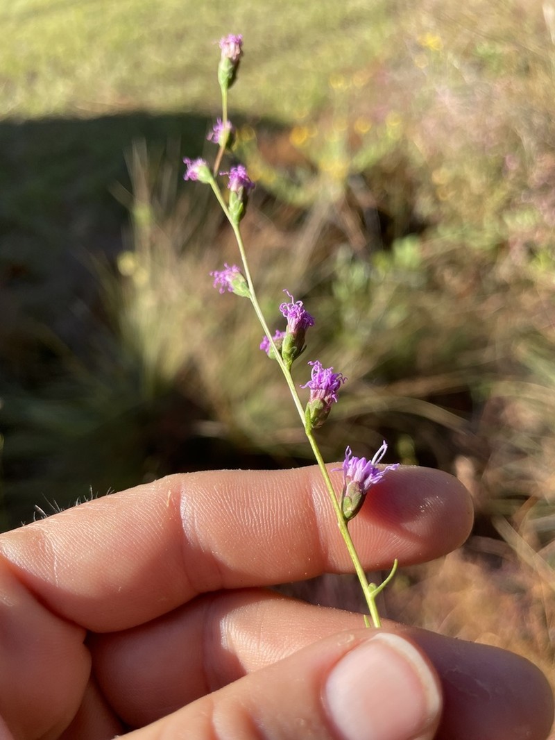 Shaggy Blazing Star photo 6