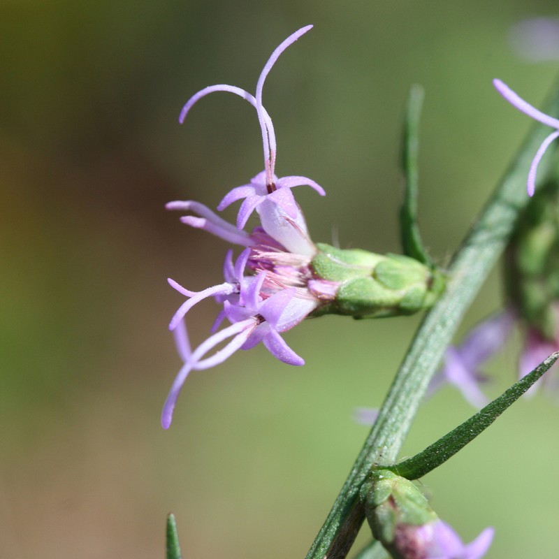 Shaggy Blazing Star photo 7