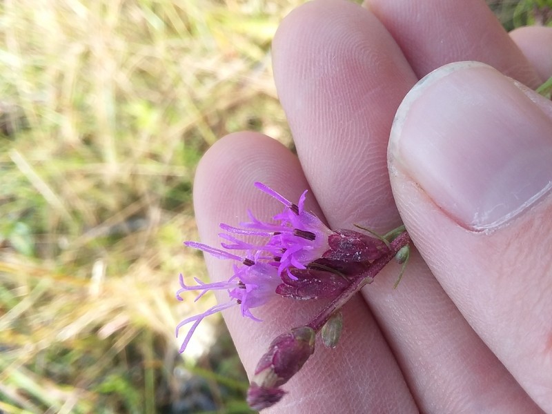 Shaggy Blazing Star photo 8