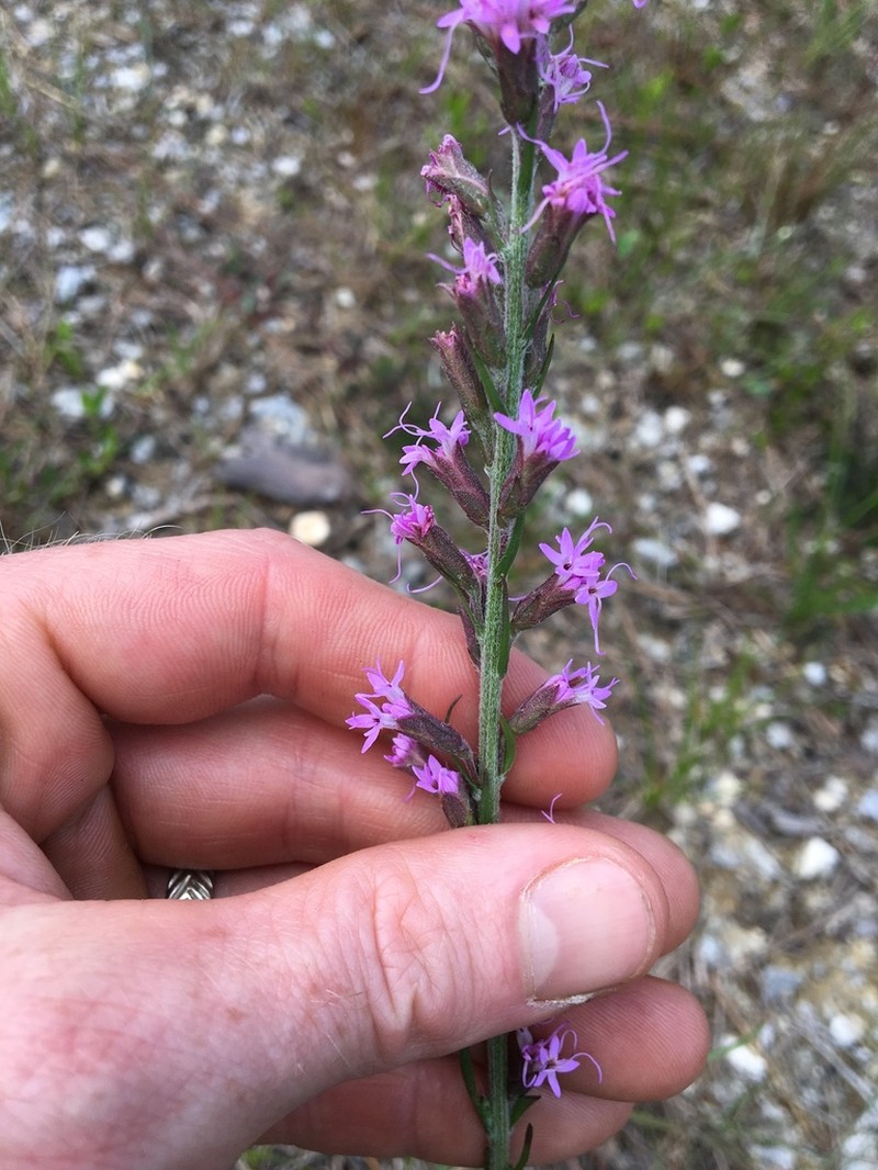 Garber's Blazing Star