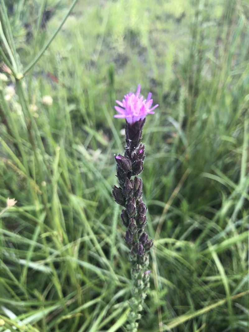 Garber's Blazing Star photo 2