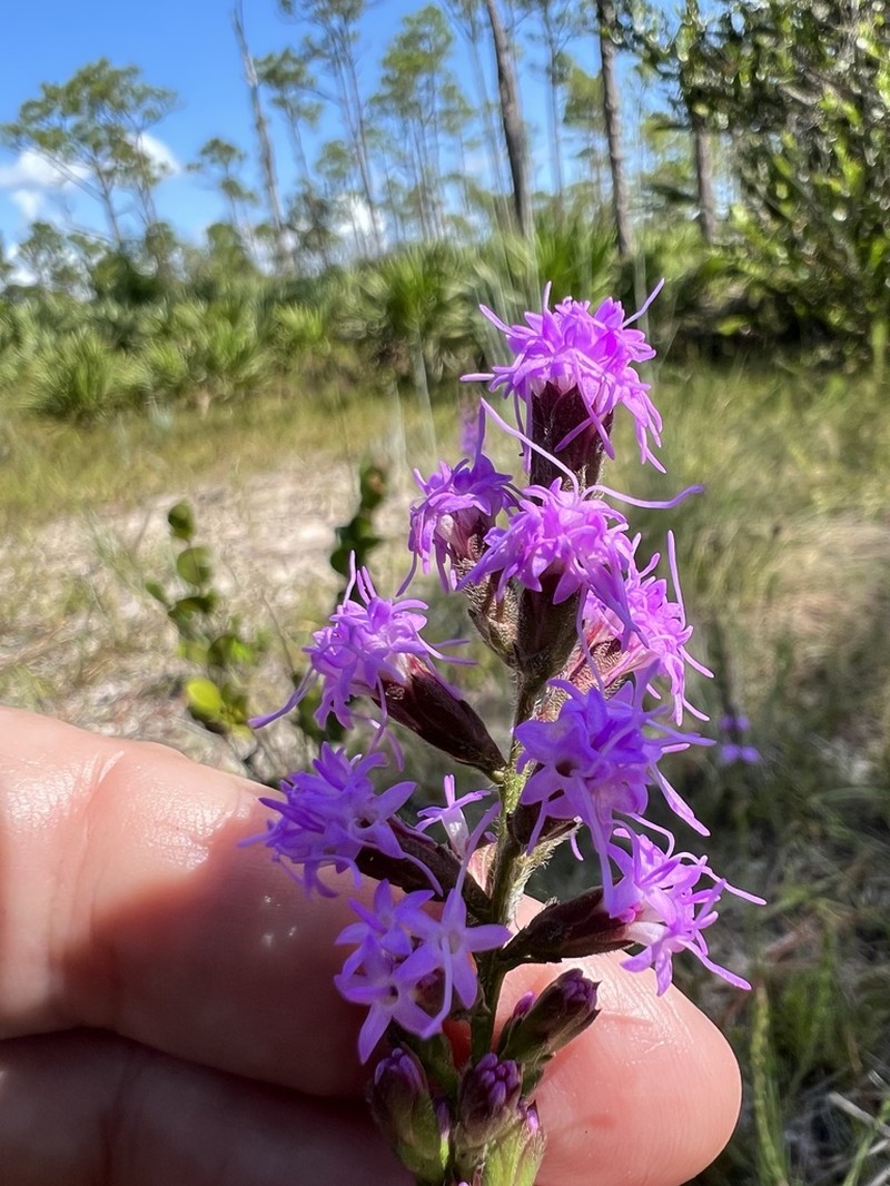 Garber's Blazing Star photo 3
