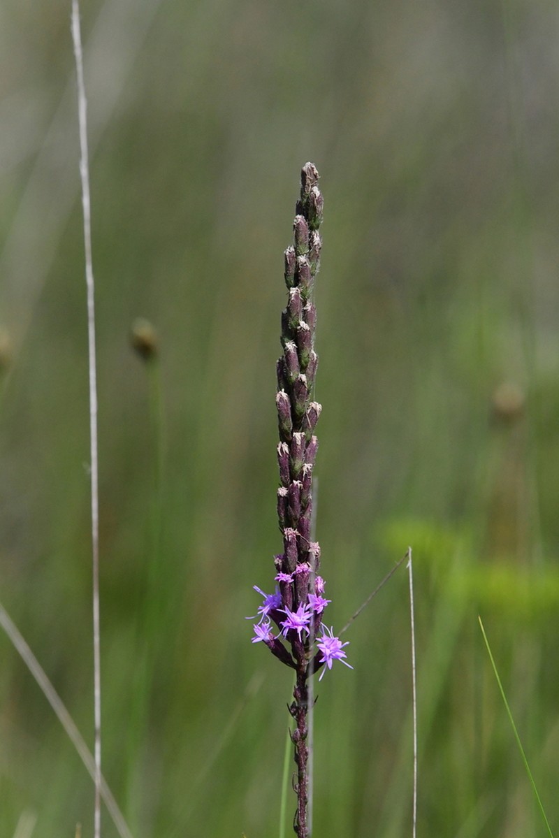 Garber's Blazing Star photo 4