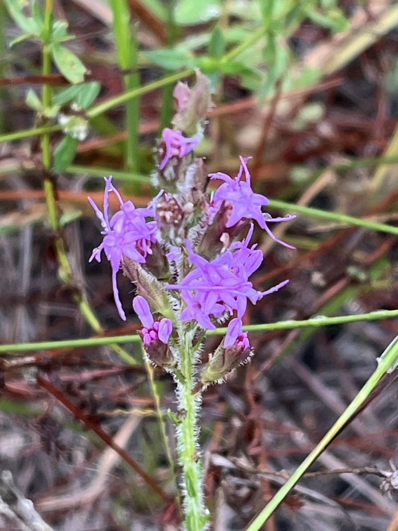 Garber's Blazing Star photo 5