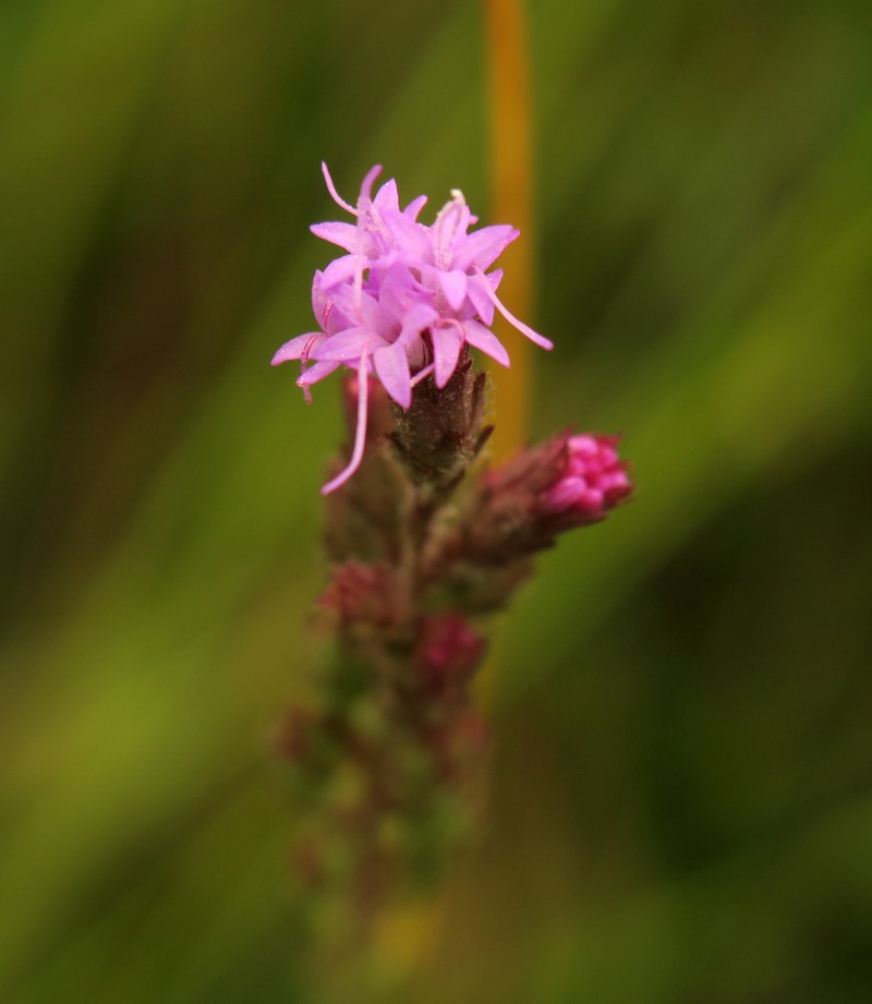 Garber's Blazing Star photo 6