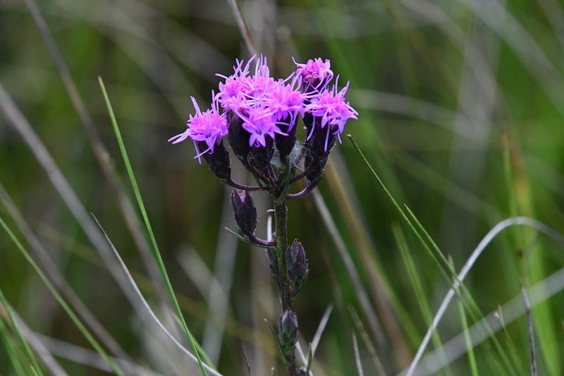 Garber's Blazing Star photo 7