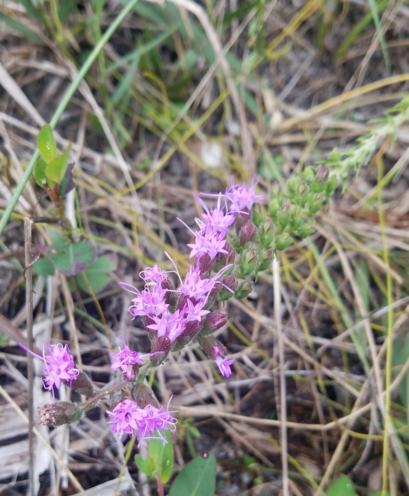 Garber's Blazing Star photo 8