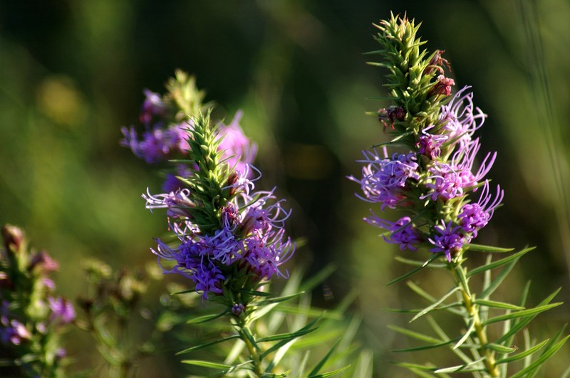 Glandular Blazing Star