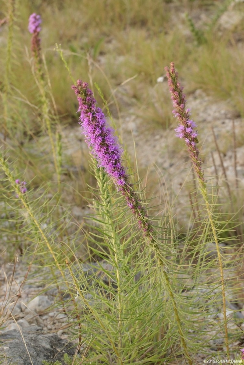 Glandular Blazing Star