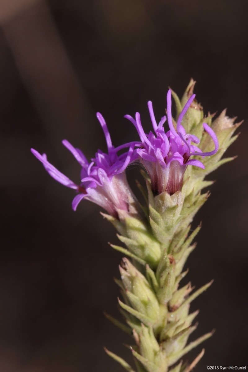 Glandular Blazing Star photo 2