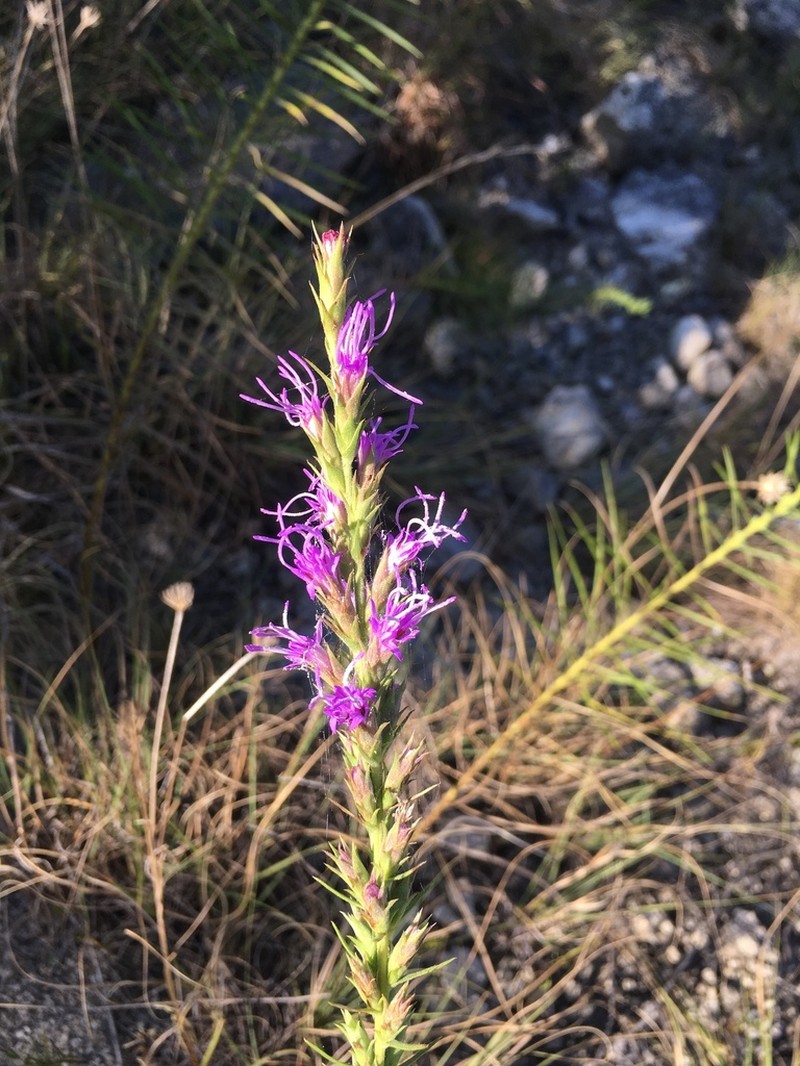 Glandular Blazing Star photo 3