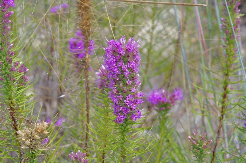 Glandular Blazing Star photo 4