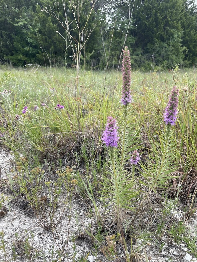 Glandular Blazing Star photo 5