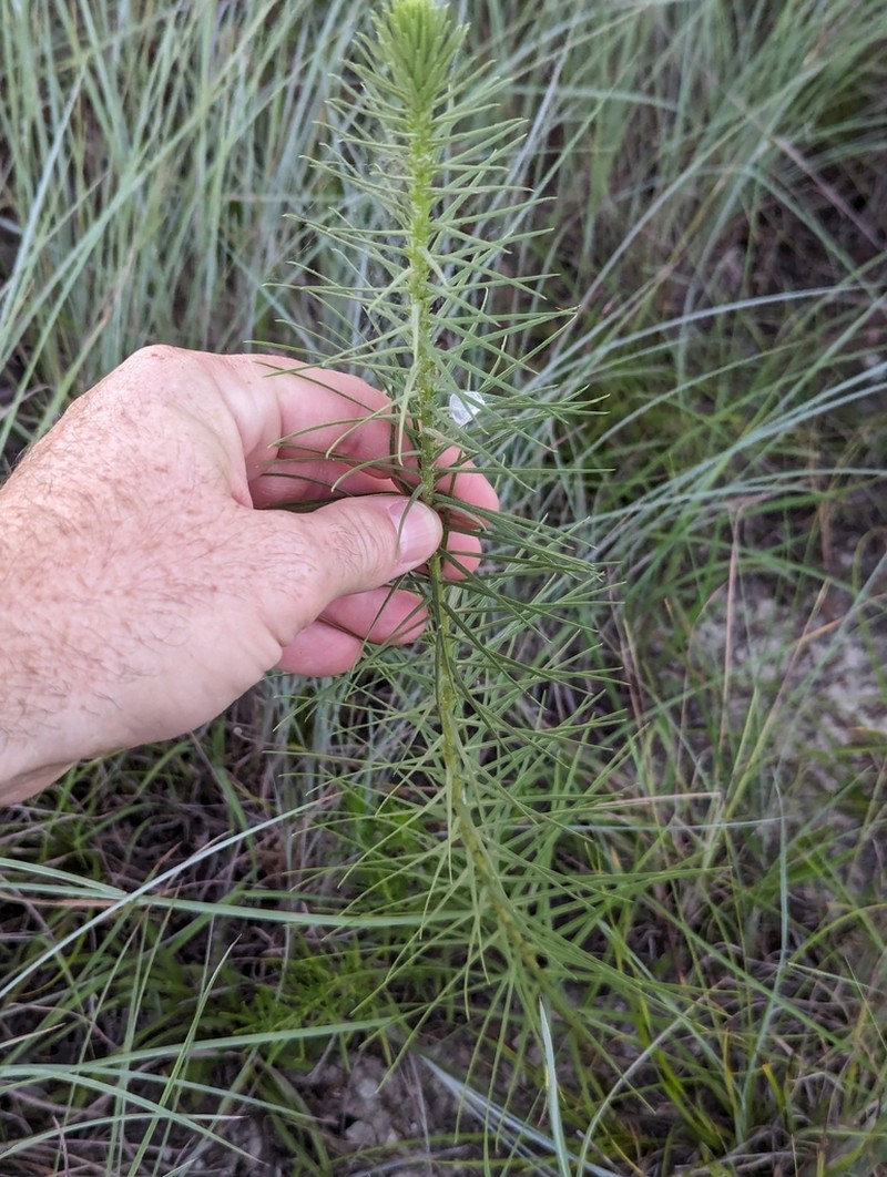 Glandular Blazing Star photo 6