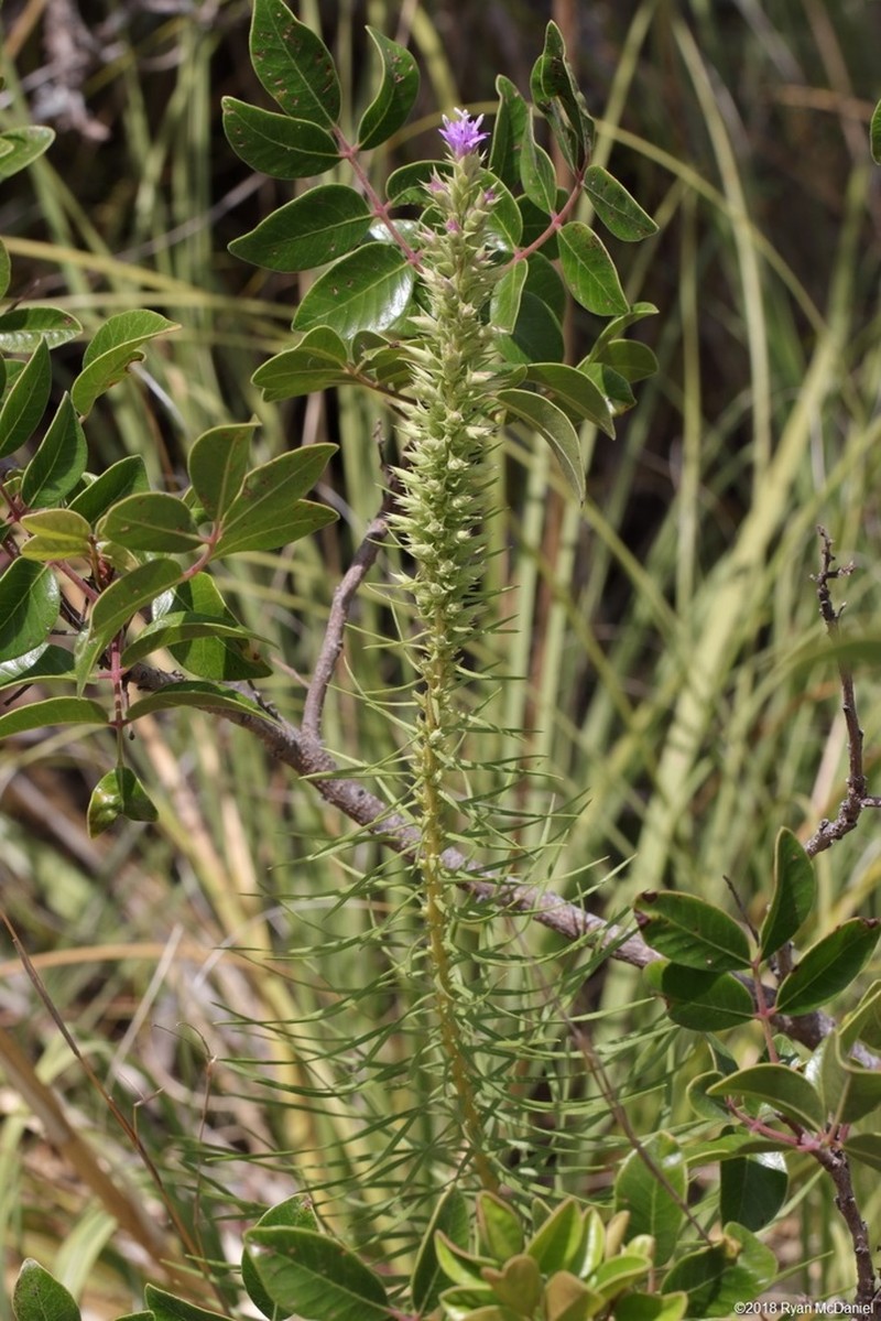 Glandular Blazing Star photo 7