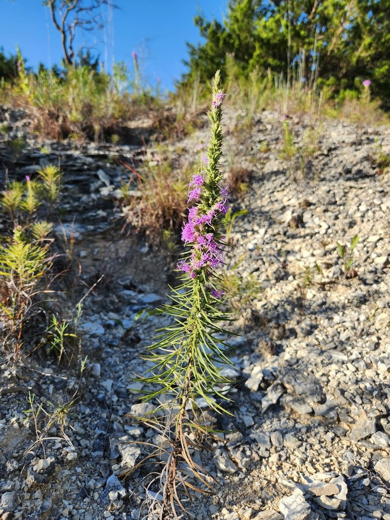 Glandular Blazing Star photo 8