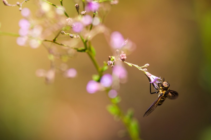 Slender Blazing Star photo 2