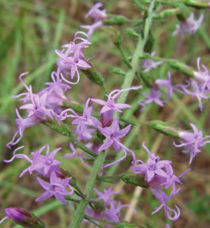 Slender Blazing Star