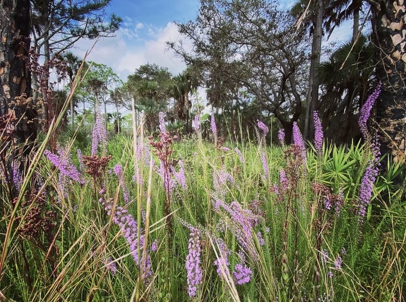 Slender Blazing Star