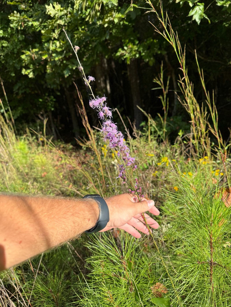 Slender Blazing Star photo 2