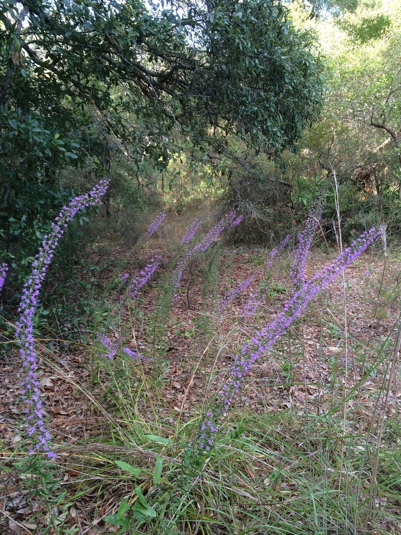 Slender Blazing Star photo 3