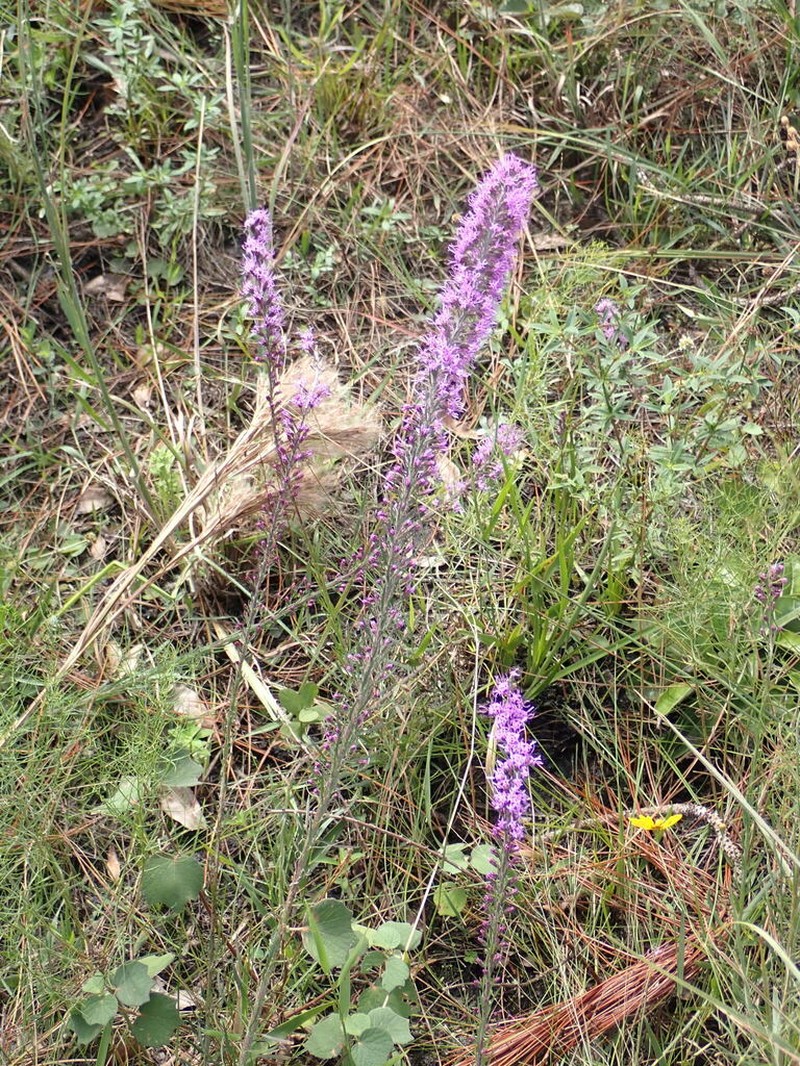 Slender Blazing Star photo 4