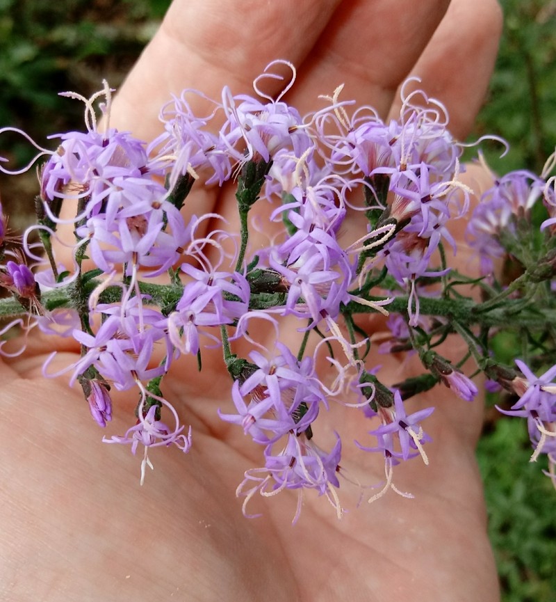 Slender Blazing Star photo 5