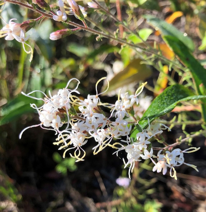 Slender Blazing Star photo 6